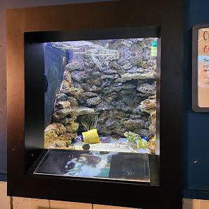 UGA Marine Center & Aquarium - Common Octopus tank