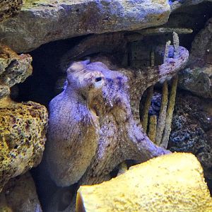 UGA Marine Center & Aquarium - Common Octopus hiding
