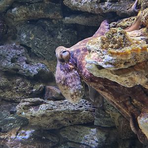 UGA Marine Center & Aquarium - Common Octopus out