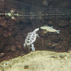 UGA Marine Center & Aquarium - Diamondback Terrapin & fish