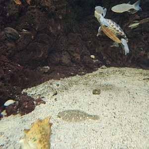 UGA Marine Center & Aquarium - Flounder hiding