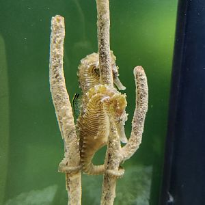 UGA Marine Center & Aquarium - Lined Seahorse