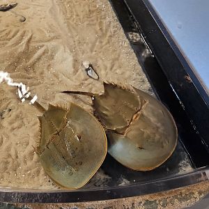 UGA Marine Center & Aquarium - Horseshoe crabs in touch tank