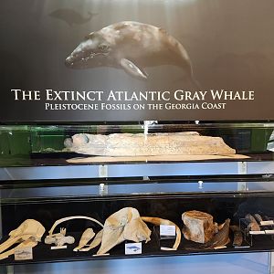 UGA Marine Center & Aquarium - Fossil whales of Georgia