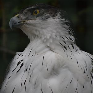 African hawk-eagle - October 2023