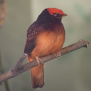 Guianan red cotinga - October 2023