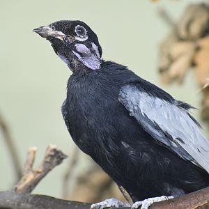 Bare-necked fruitcrow - October 2023