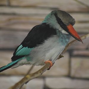 Blue-breasted kingfisher - October 2023
