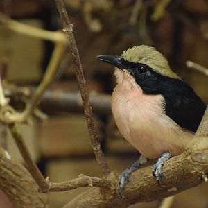 Yellow-crowned gonolek - October 2023