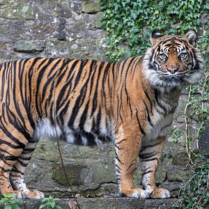 Sumatran tiger, Daseep, Dudley, UK