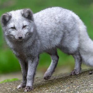 Arctic fox, Spruce, Dudley, UK