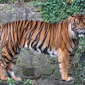 Sumatran tiger, Joao, Dudley, UK