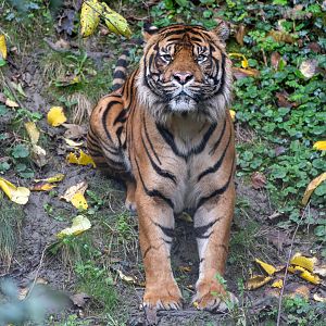 Sumatran tiger, Joao, Dudley, UK