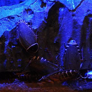 Simandoa conserfariam