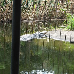 Taronga 2012 - American Alligator