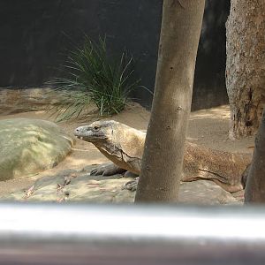 Taronga 2012 - Tuka the Komodo Dragon - Reptile World