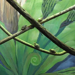 Taronga 2012 - Eastern Dwarf Tree Frogs - Reptile World