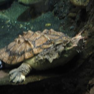 Taronga 2012 - Matamata - Reptile World