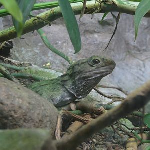 Taronga 2012 - Northern Tuatara - Reptile World