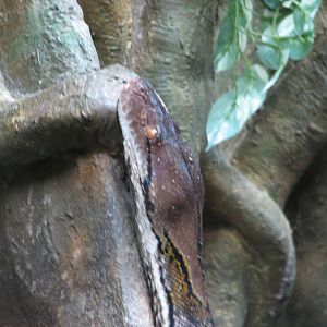 Taronga 2012 - Reticulated Python - Reptile World