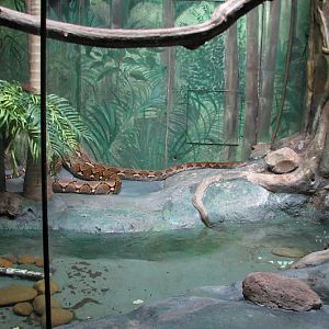 Taronga 2012 - Reticulated Pythons - Reptile World