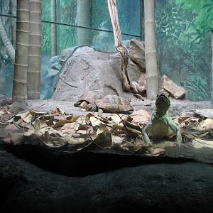 Taronga 2012 - Elongated Tortoises and Philippine Sailfin Lizard - Reptile World