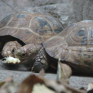 Taronga 2012 - Elongated Tortoises - Reptile World
