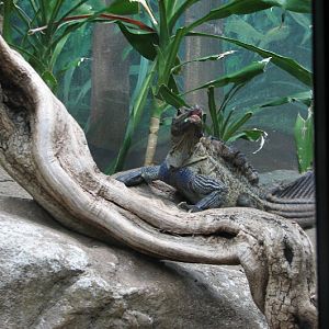 Taronga 2012 - Philippine Sailfin Lizard - Reptile World