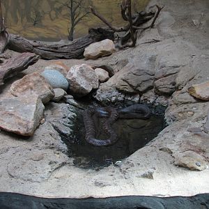 Taronga 2012 - Tiger Snake - Reptile World