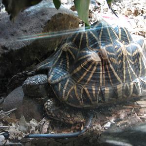 Taronga 2012 - Indian Star Tortoise - Reptile World