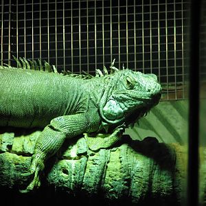Taronga 2012 - Green Iguana - Reptile World