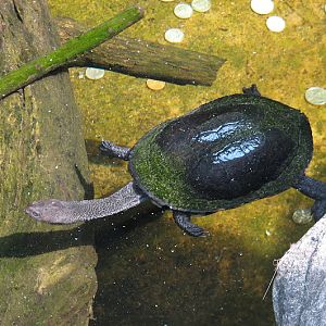 Taronga 2012 - Eastern Snake-necked Turtle - Reptile World