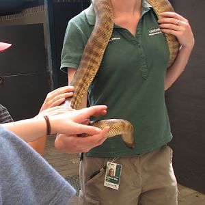 Taronga 2012 - Old Education Centre - Black-headed Python