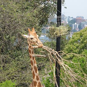 Taronga 2012 - Hybrid Giraffe
