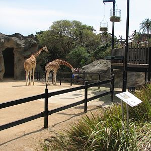 Taronga 2012 - Hybrid Giraffes