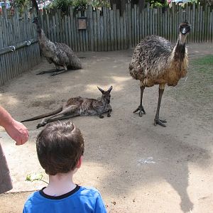 Taronga 2012 - Old Education Centre - Emus and Western Grey Kangaroo