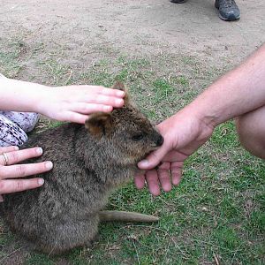 Taronga 2012 - Old Education Centre - Autumn the Quokka