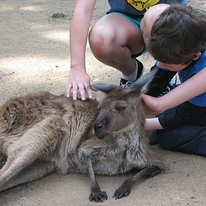 Taronga 2012 - Old Education Centre - Western Grey Kangaroo
