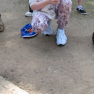 Taronga 2012 - Old Education Centre - Western Grey Kangaroo and Short-beaked Echidna