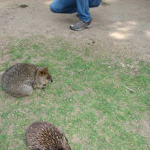 Taronga 2012 - Old Education Centre - Short-beaked Echidna and Autumn the Quokka