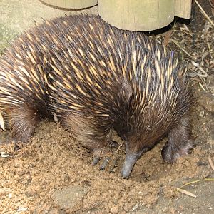 Taronga 2012 - Old Education Centre - Short-beaked Echidna just outside the tortoise indoor housing