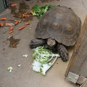 Taronga 2012 - Old Education Centre - Asian Brown Tortoise?