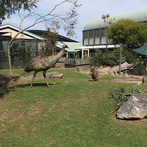Taronga 2012 - Old Education Centre - Emu and Swamp Wallaby