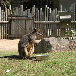 Taronga 2012 - Old Education Centre - Swamp Wallaby