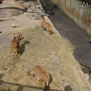 Taronga 2012 - Barbary Sheep