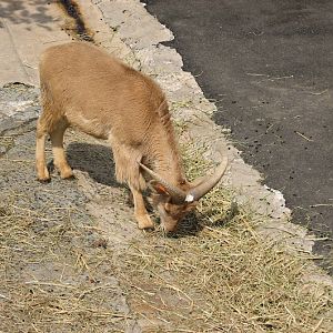 Taronga 2012 - Barbary Sheep