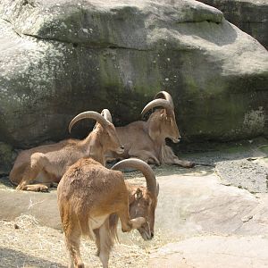 Taronga 2012 - Barbary Sheep