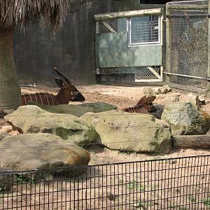 Taronga 2012 - Eastern Bongo
