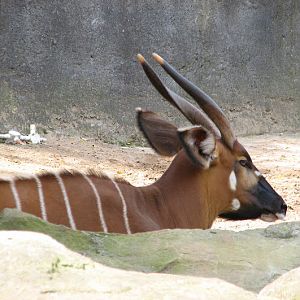 Taronga 2012 - Eastern Bongo