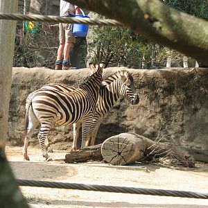 Taronga 2012 - Plains Zebras